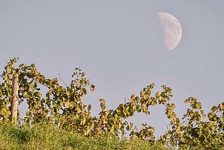 Mond über dem Weinfeld Berlucchi