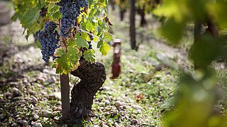 Saint Estephe Weinrebe Saint Estephe Weinrebe