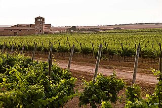 Los Aljibes Weingut und Weinberge