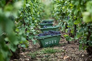Moët & Chandon