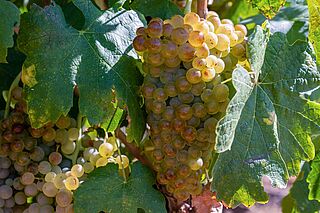 Roussanne Trauben am Rebstock