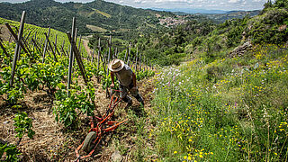Arbeit in den Weinbergen