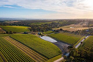 Blick über die Weinfelder von oben