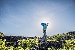 Azores Wine Company Azores Wine Company