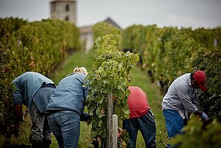 Im Weinberg bei der Arbeit