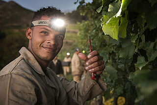 Arbeit bei Nacht im Weinfeld Klein Constantia