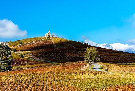 Weinberge mit einer alten Kirche