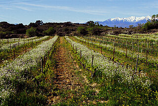 Weinberge mit Bergen im Hintergrund