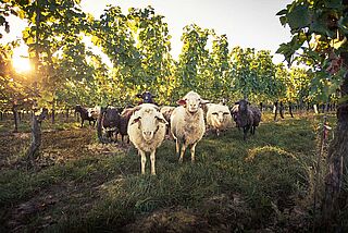 Weinberg von Loimer