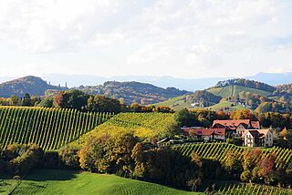Weinberge vom Sattlerhof