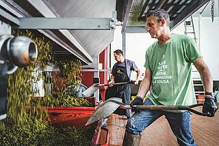 Maische Verarbeitung auf dem Weingut