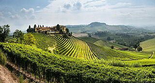 Weinberge und Weinfeld von Elvio Cogno