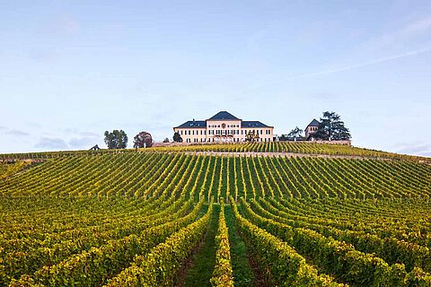 Blick auf das Weingut