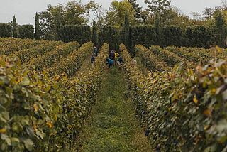 Blick zwischen die Rebzeilen eines Weinfeldes