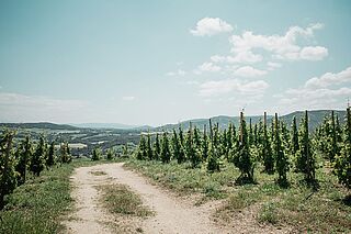 Chapoutier Weinberge