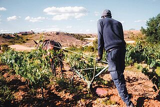 Arbeit auf dem Weinfeld mit Pferden