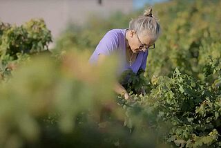 Clos Cibonne Arbeit
