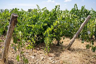 Barone Ricasoli