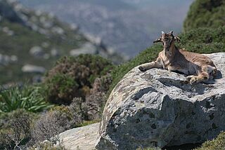 Fauna