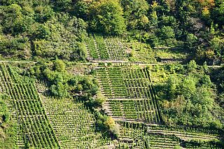 Weinberge Bertram Baltes