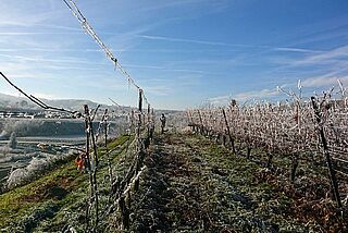 Weinberg bei Shelter Winery im Winter mit Frost