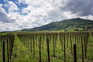Valdicava Weinberge