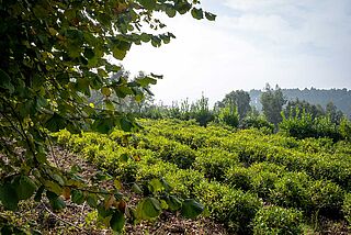 Teeplantage