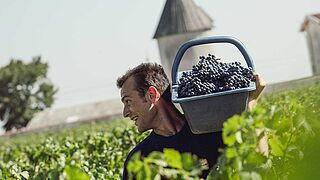 Weinberg in Haut-Médoc Weinberg in Haut-Médoc La Lagune