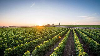 Weinregion Saint Emilion, Weinlandschaft