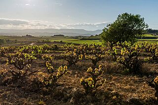 Weingut Gramona