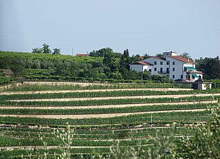 Weinfeld, Weingut Giuseppe Quintarelli im Weinkeller