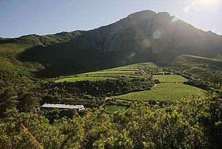 Keermont Weinberge