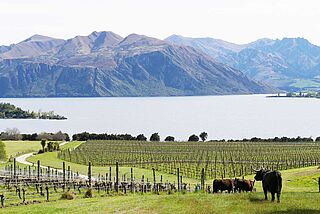 Rippon Panorama Weinberge am See mit Gebirge im Hintergrund