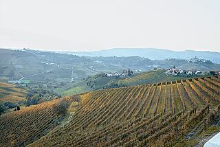 Weinfeld des Weinguts Cascina Penna-Currado