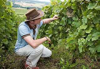 Winzer auf dem Weinfeld, Weingut Francoise Bedel