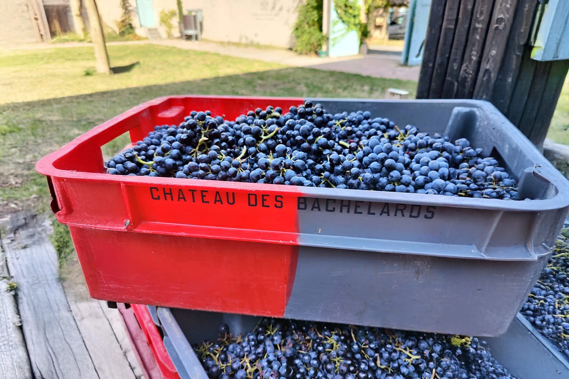 Weintrauben
