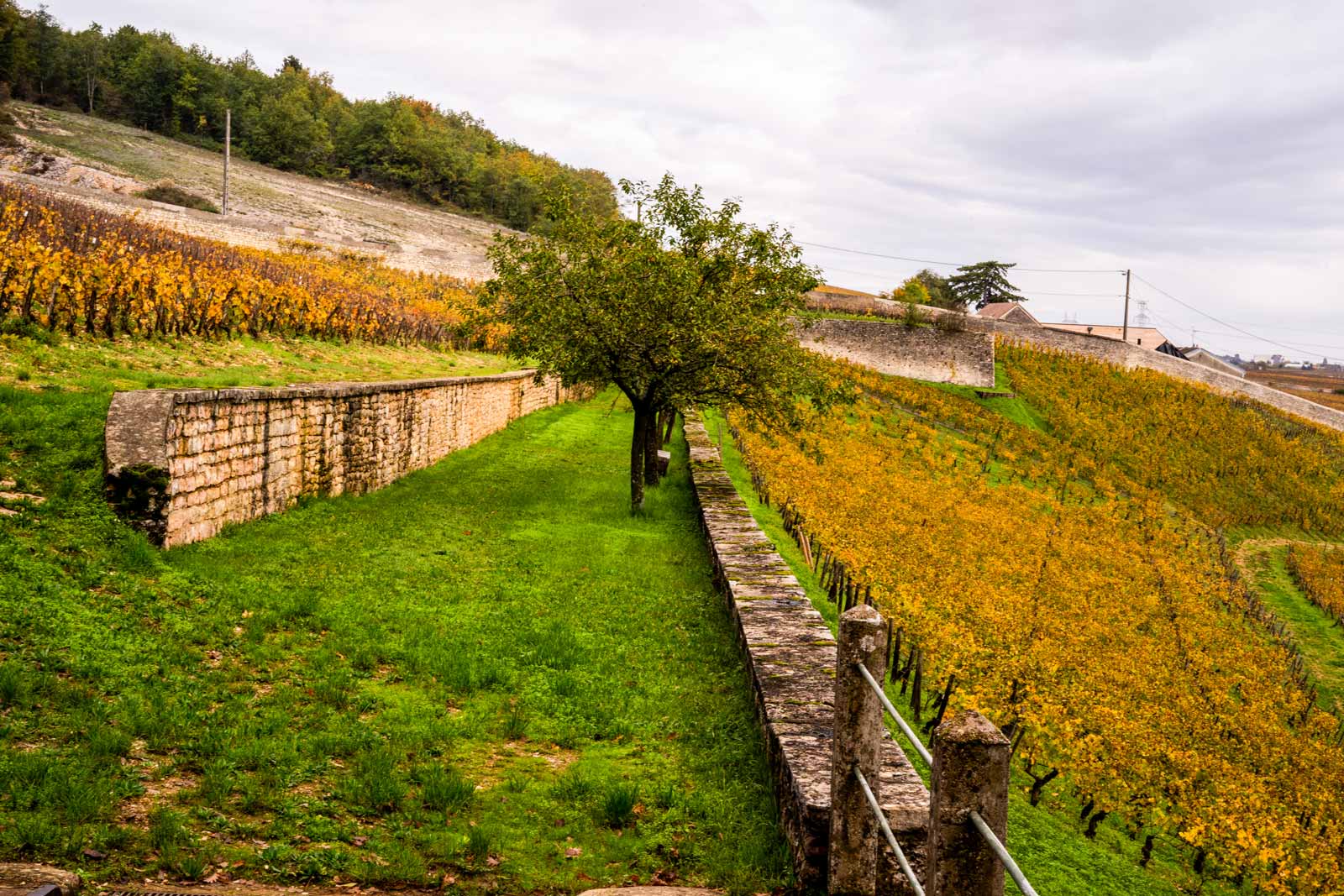Weinfelder beim Weingut Bruno Lorenzon