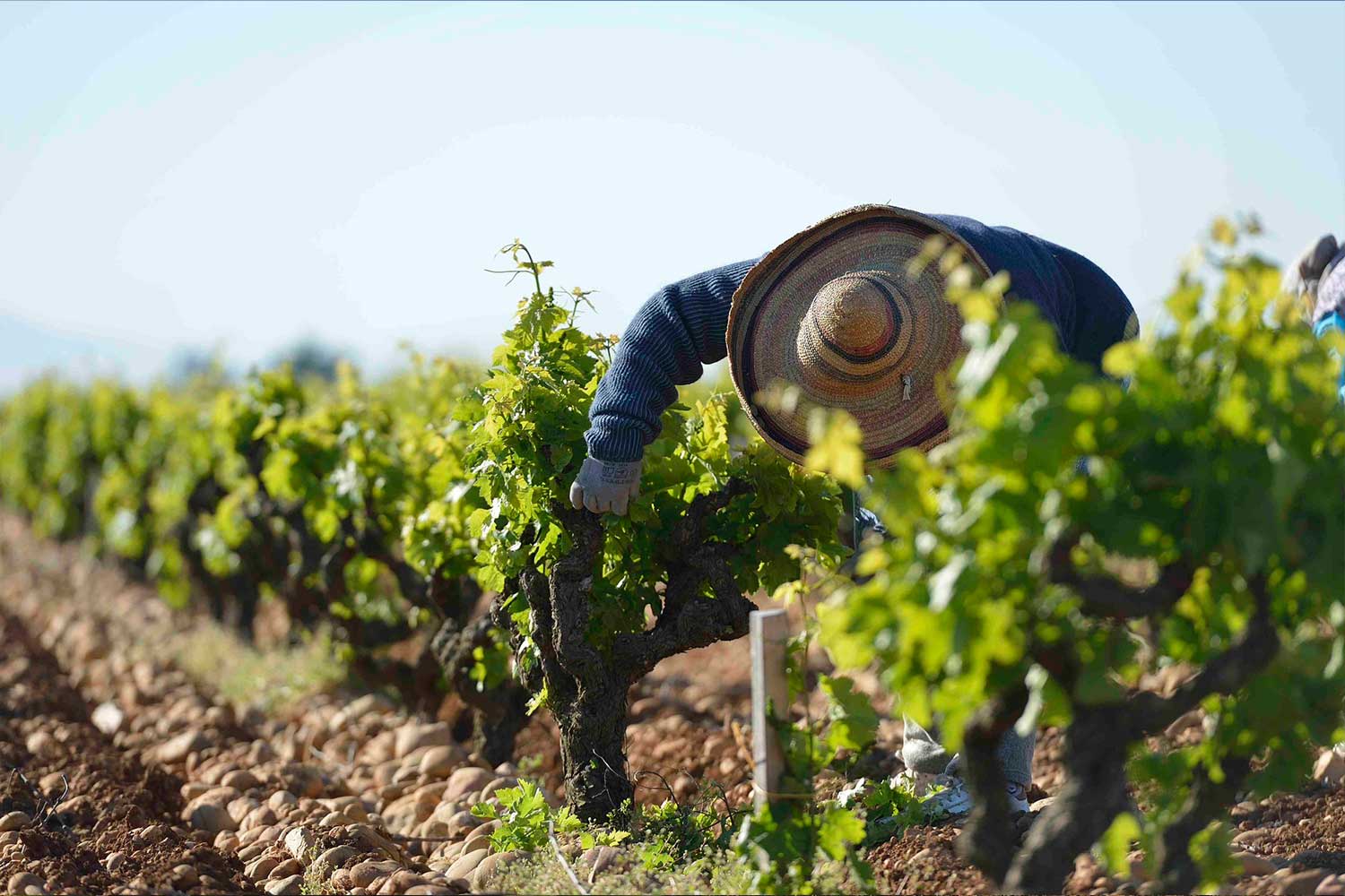 Weinlese auf dem Weinfeld Perrin