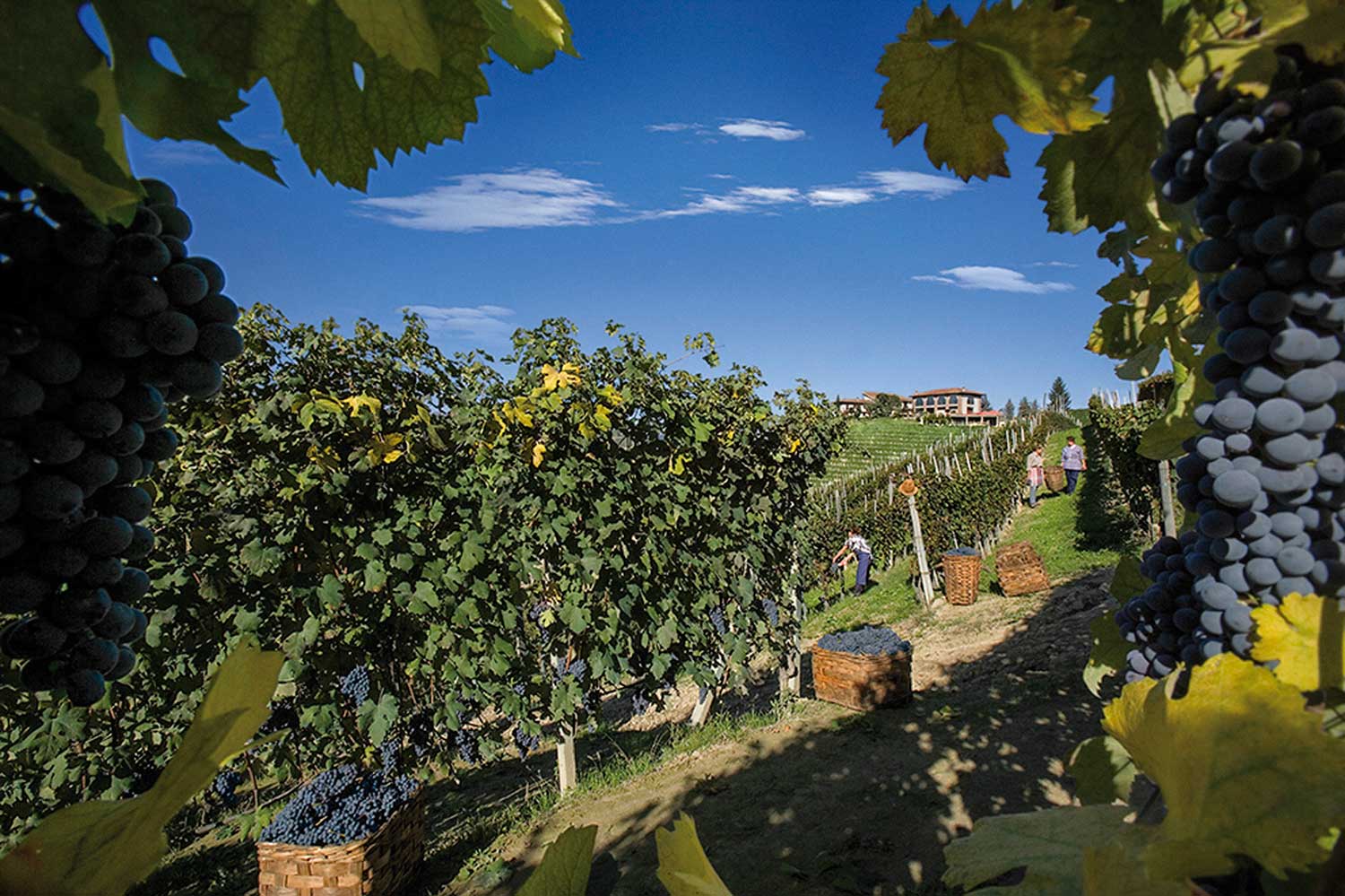 bruno giacosa winery tour