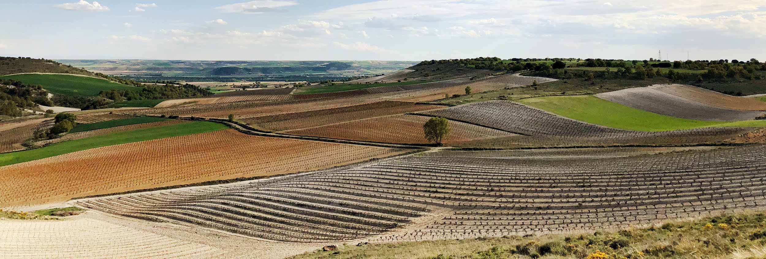 Landschaft in der Ribera del Duero