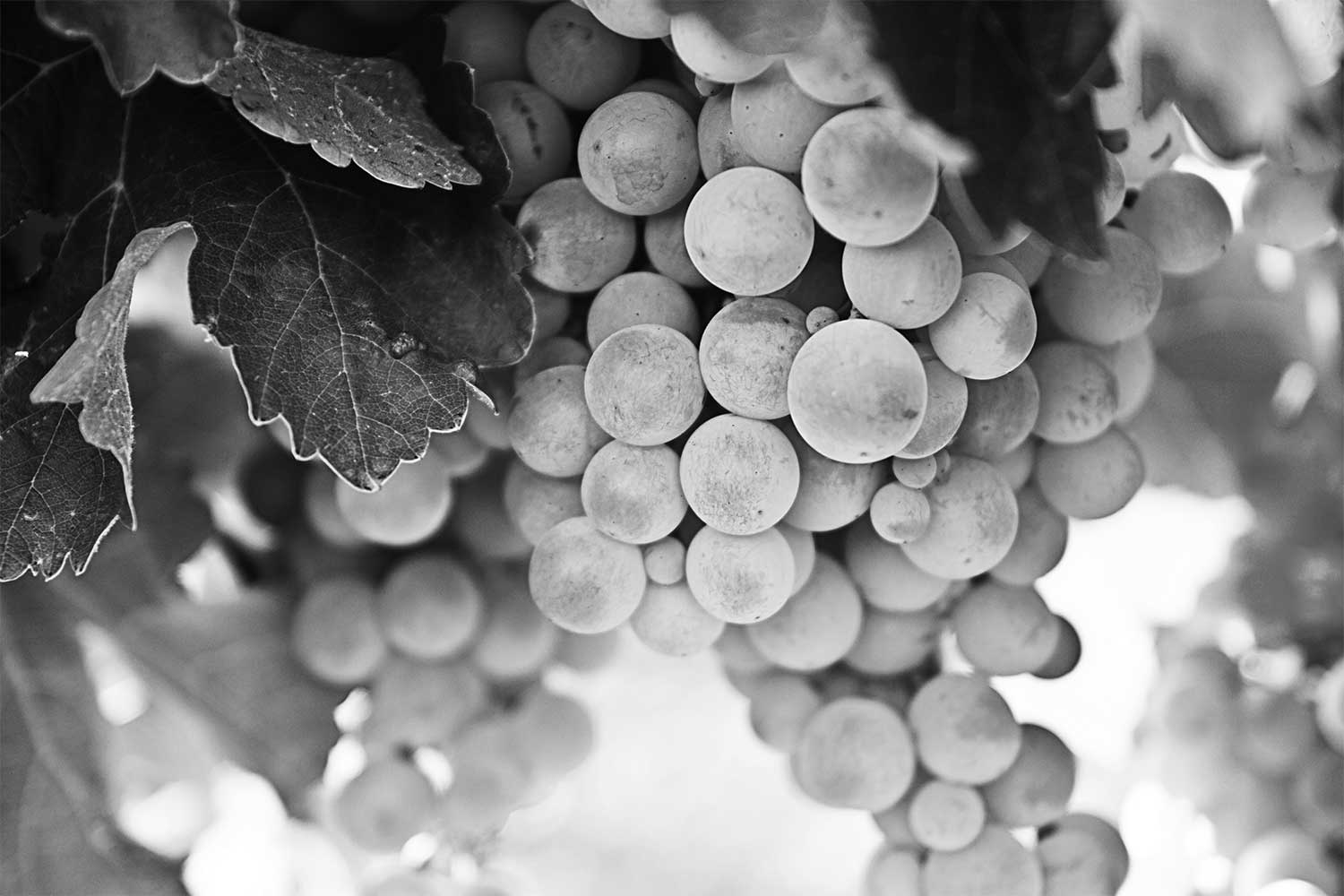 Riesling Reben